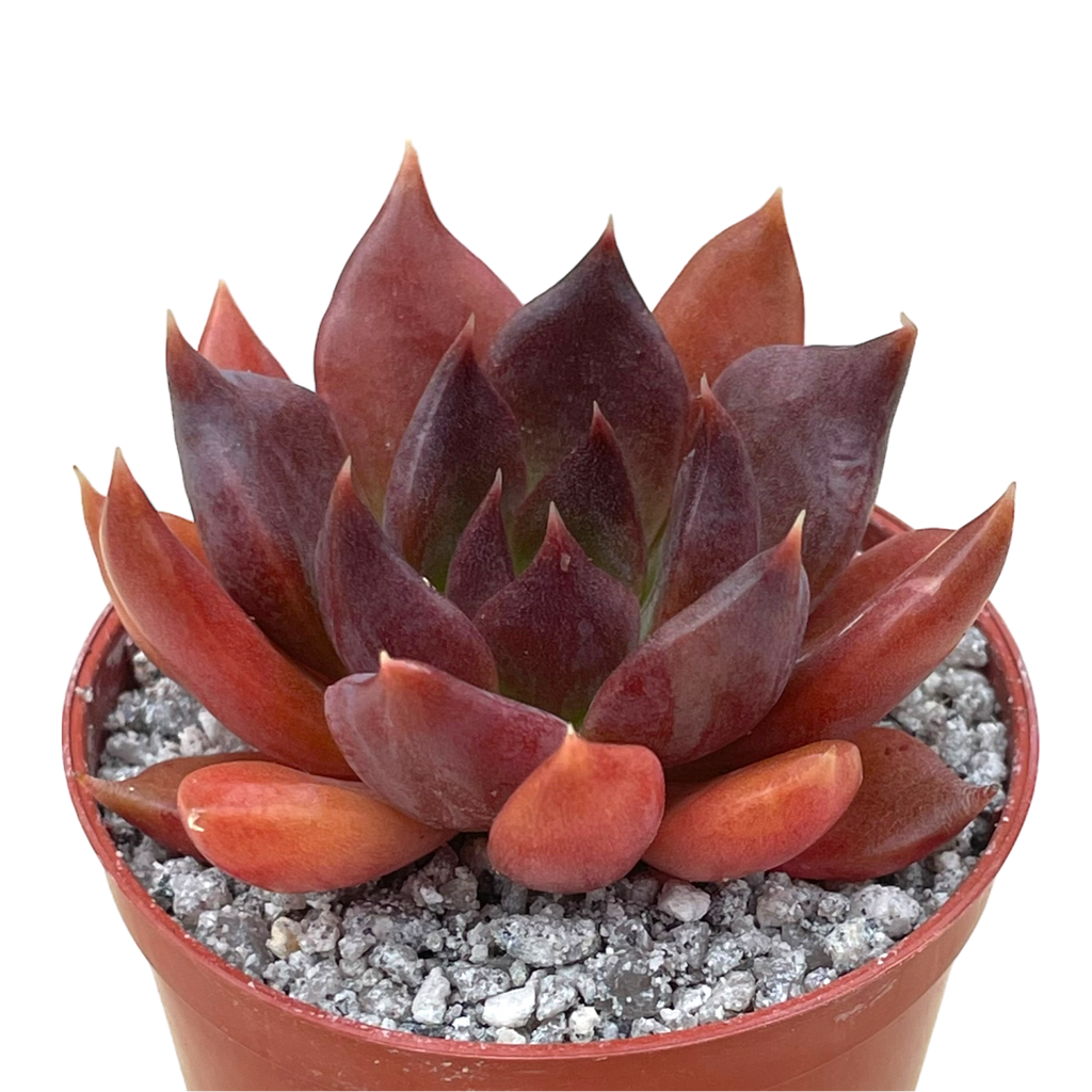 Echeveria 'Chocolate'