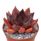 Echeveria 'Chocolate'