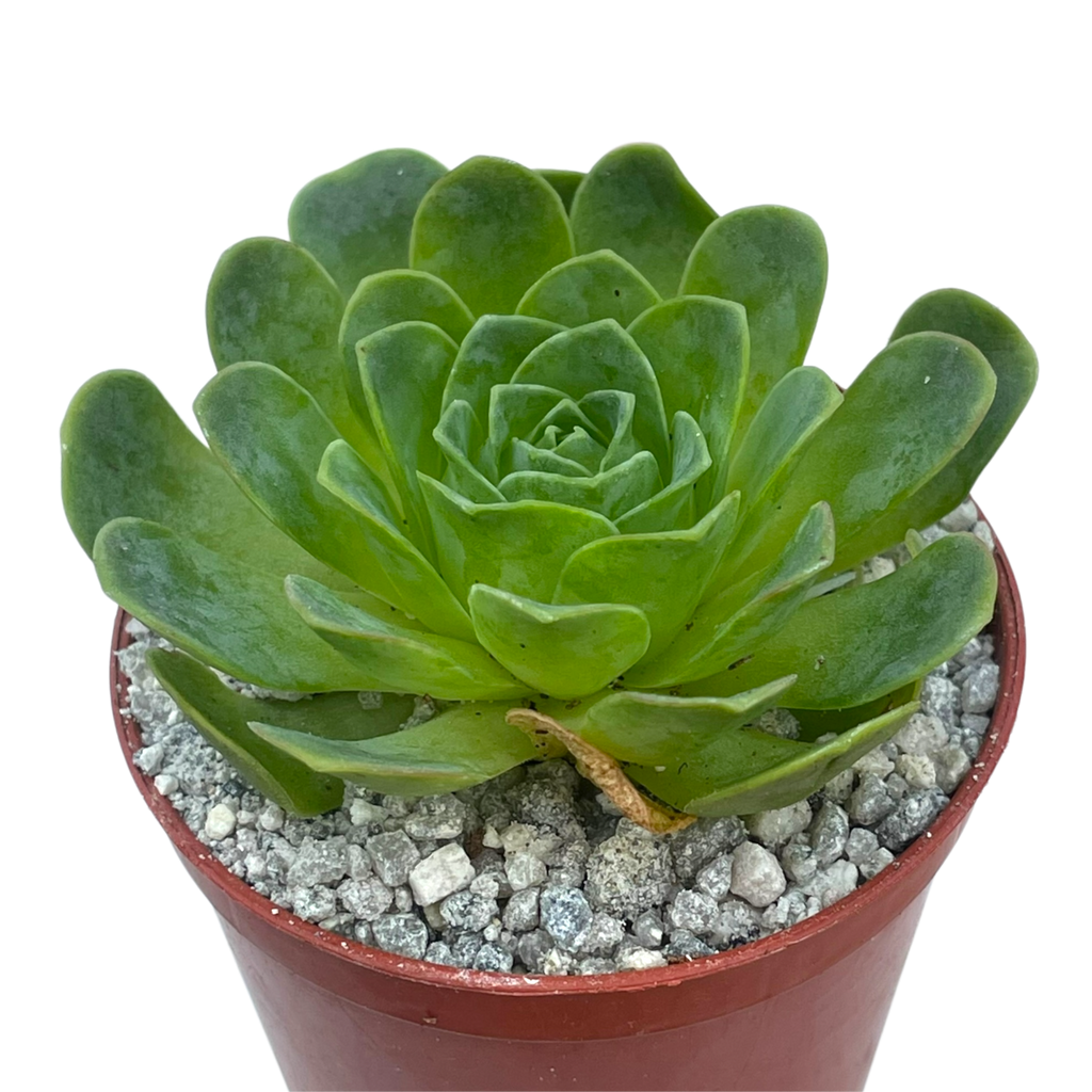 Aeonium diplocycla