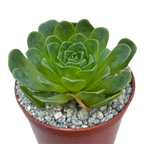 Aeonium diplocycla
