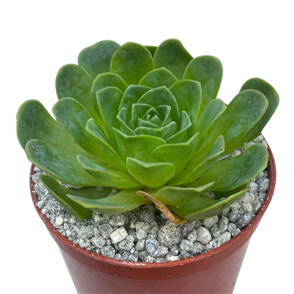 Aeonium diplocycla