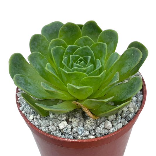 Aeonium diplocycla