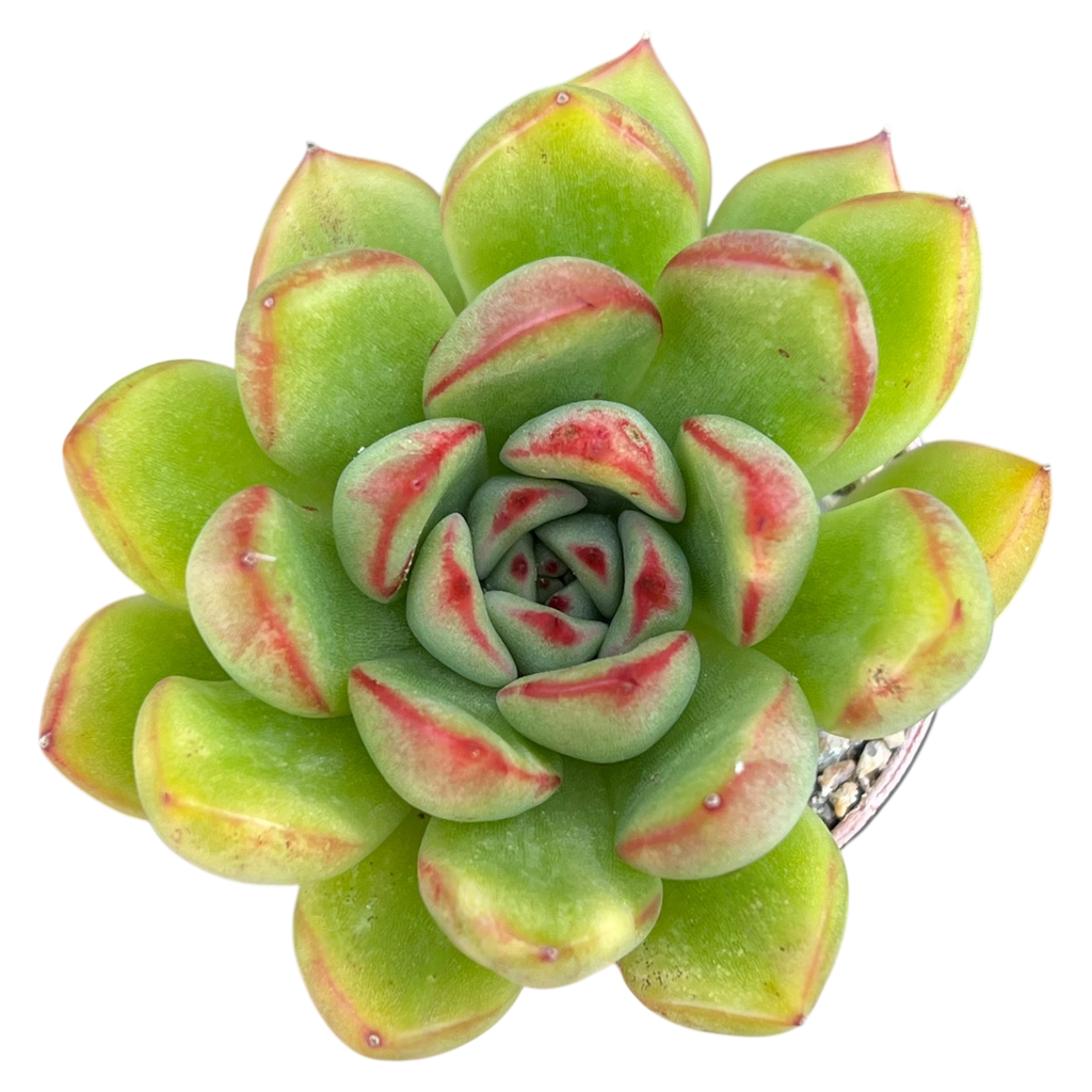 Echeveria agavoides x pulidonis