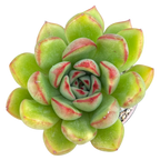 Echeveria agavoides x pulidonis