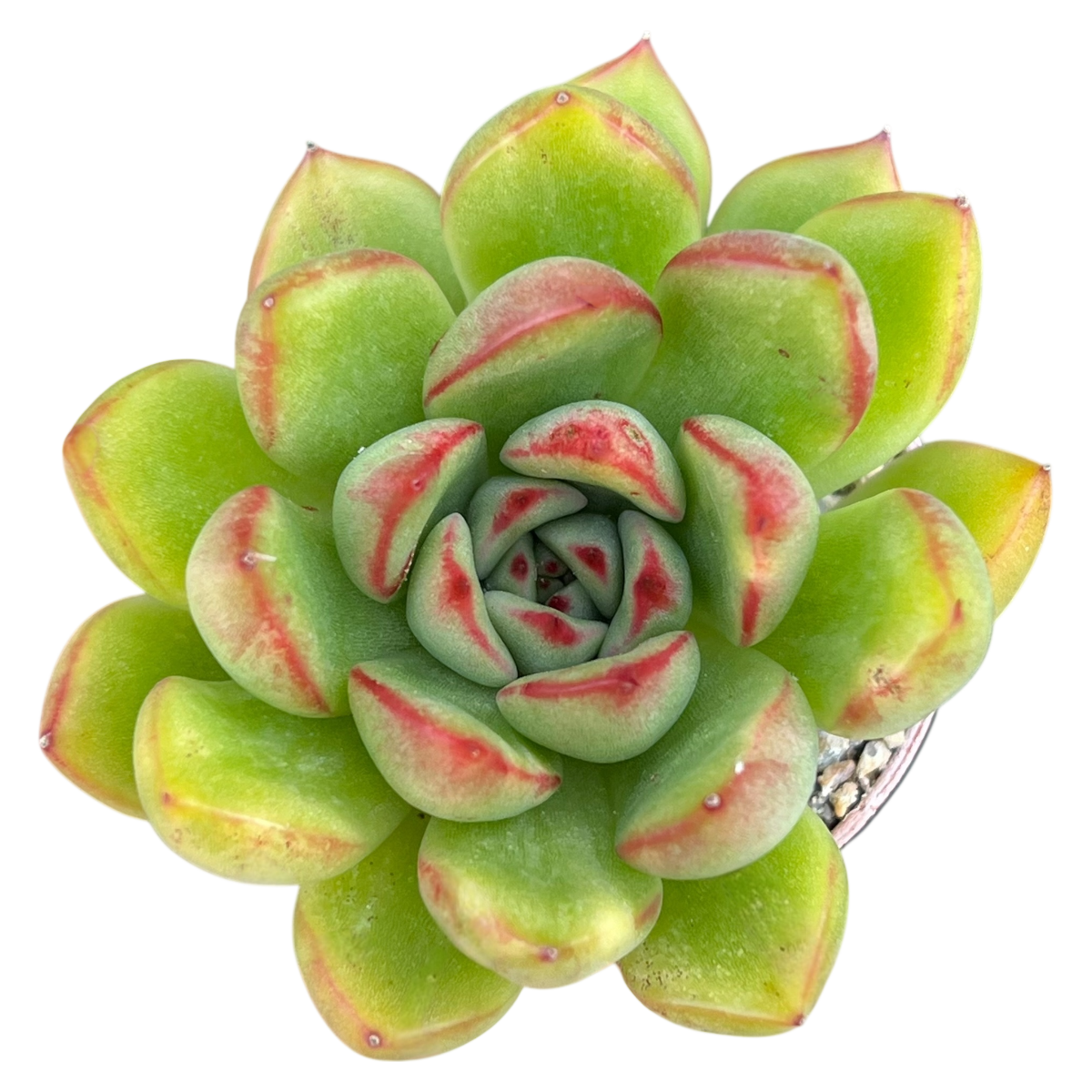 Echeveria agavoides x pulidonis