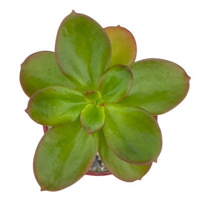 Echeveria montana