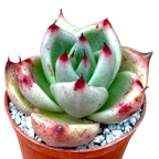 Echeveria agavoides ssp. parrasana