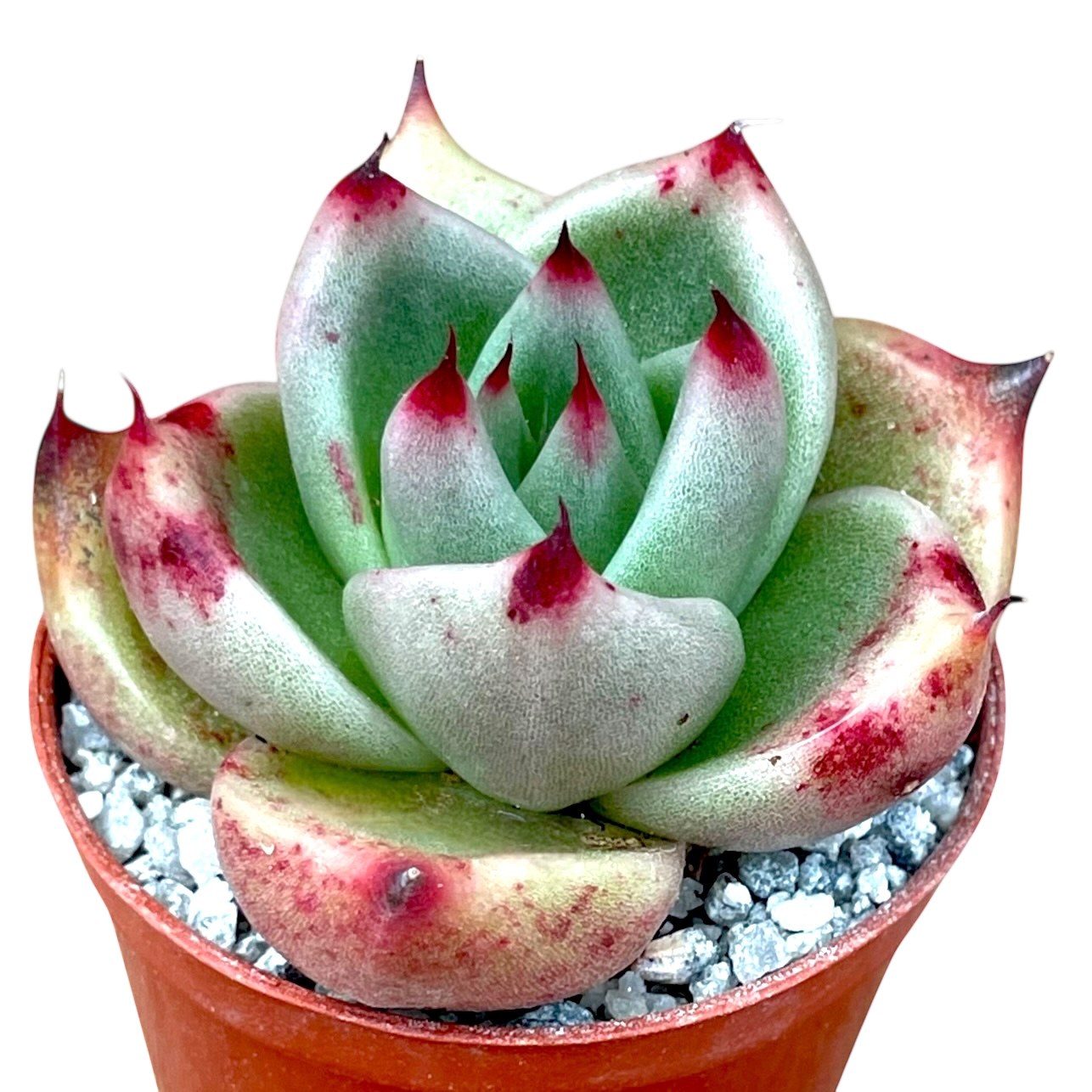 Echeveria agavoides ssp. parrasana