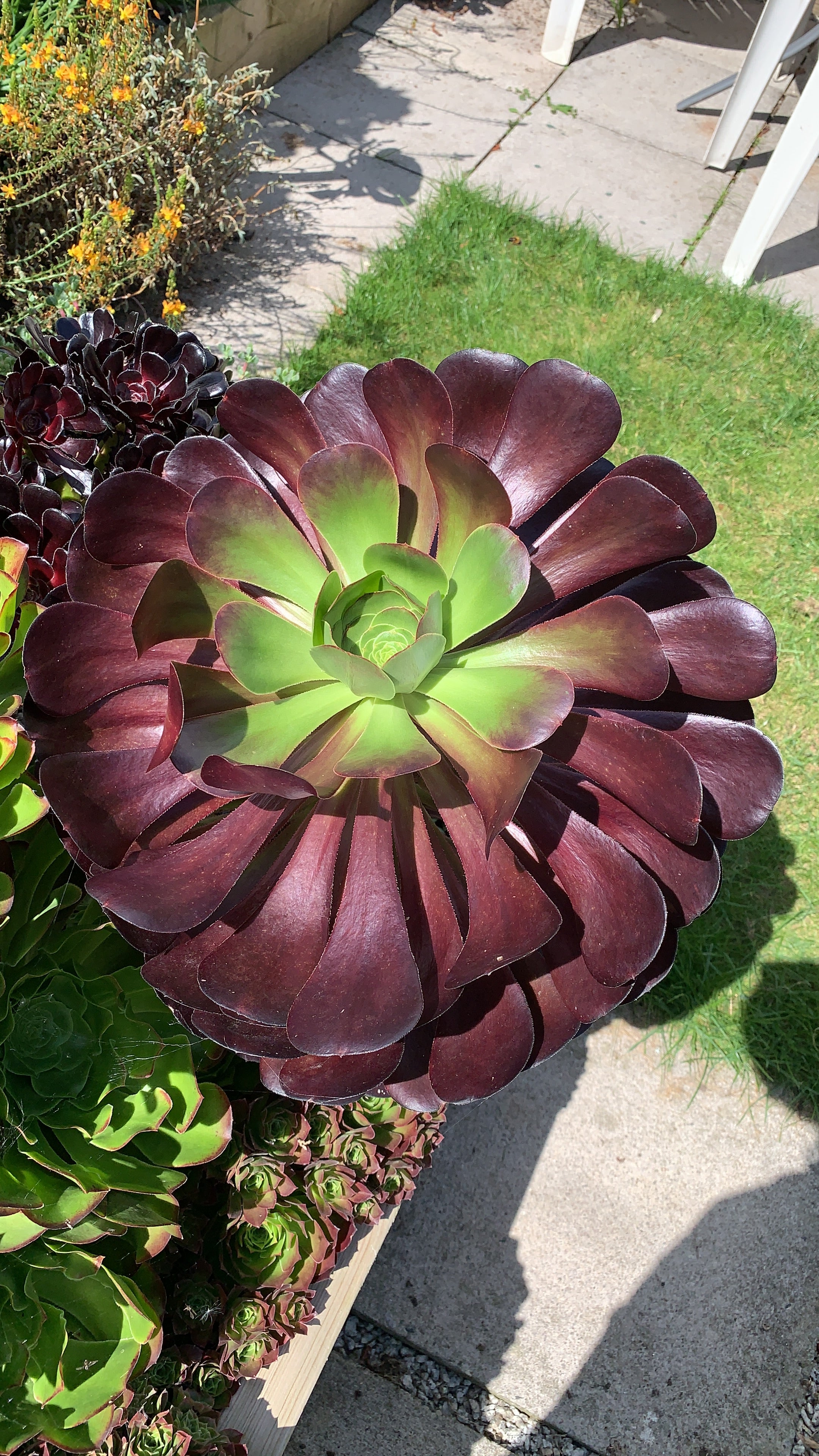 Aeonium 'Voodoo'