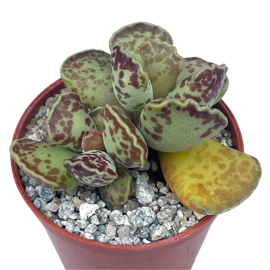 Adromischus cooperi | Plover Eggs Plant
