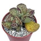 Adromischus cooperi | Plover Eggs Plant