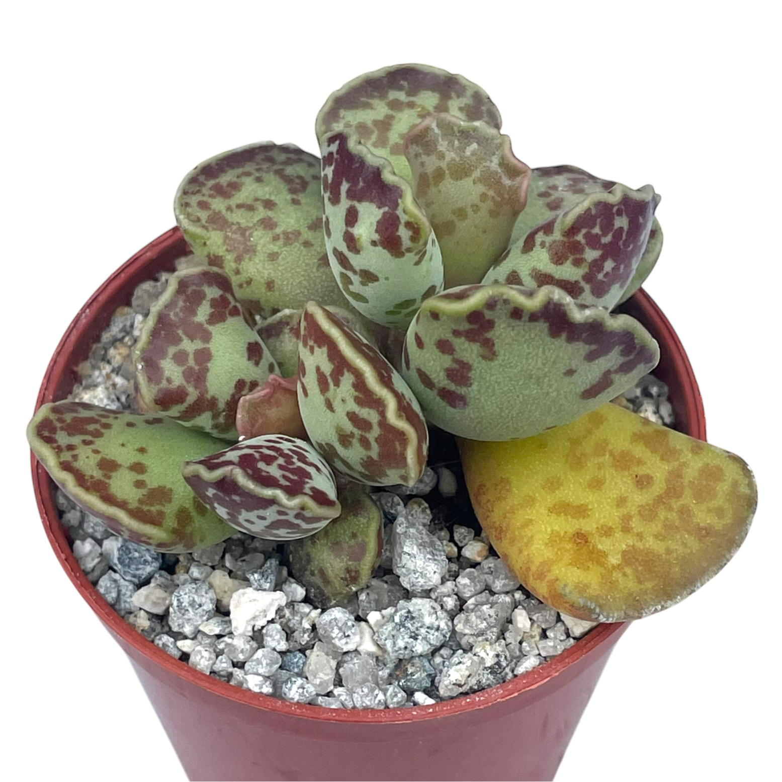 Adromischus cooperi | Plover Eggs Plant