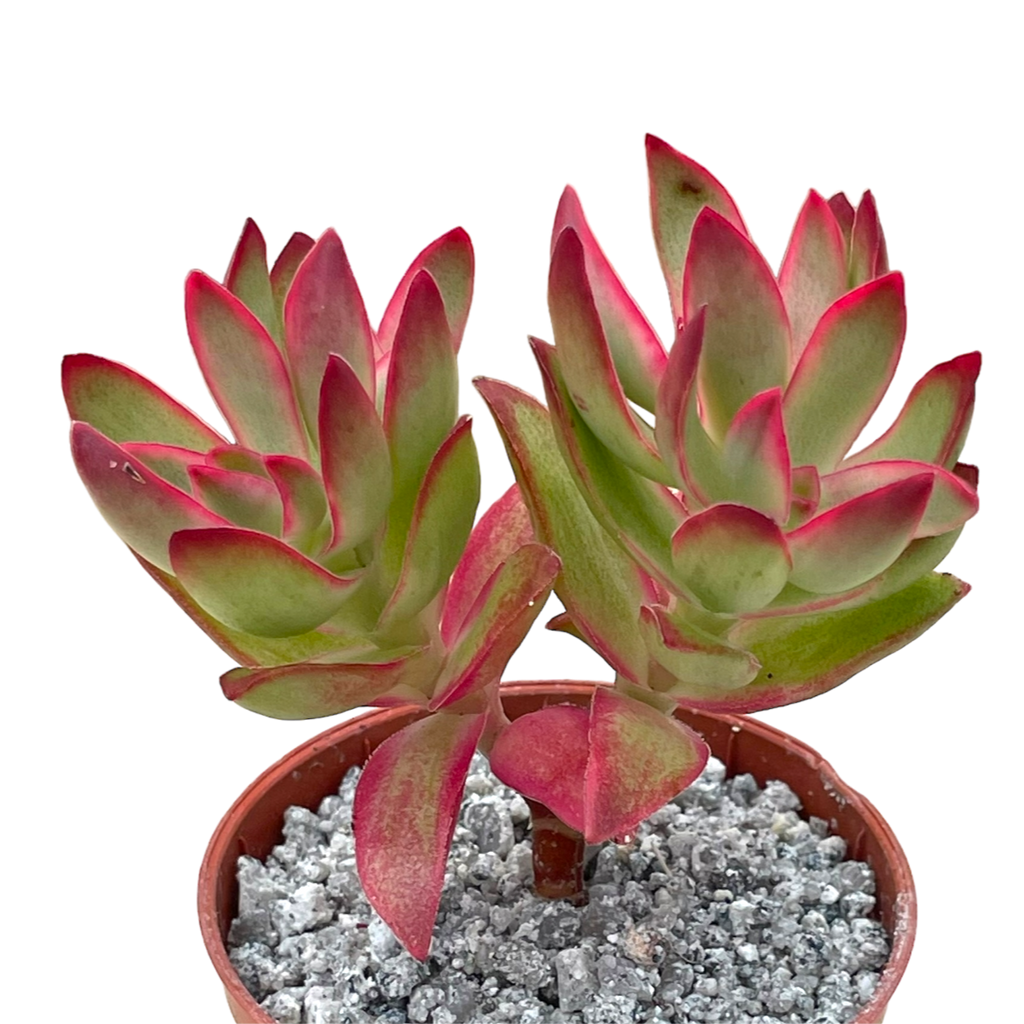 Crassula 'Candy Cane'