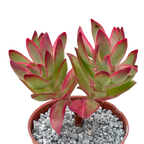 Crassula 'Candy Cane'