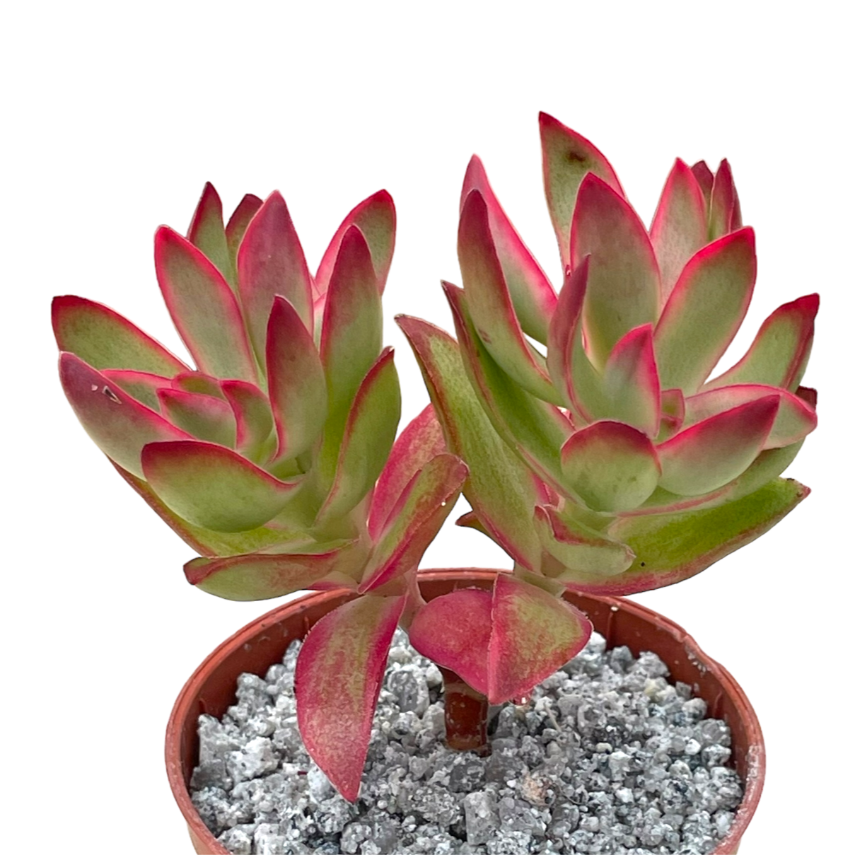 Crassula 'Candy Cane'