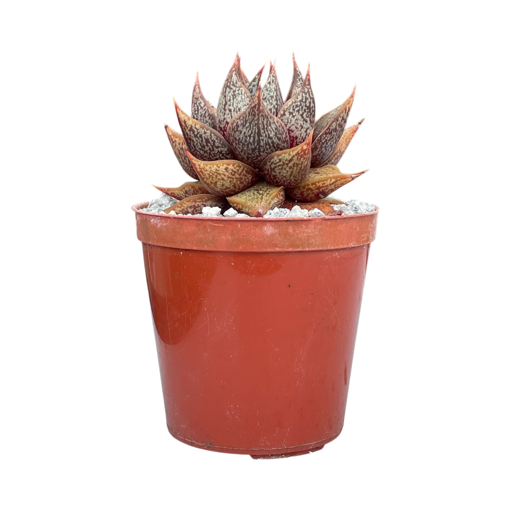 Echeveria purpusorum