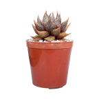 Echeveria purpusorum