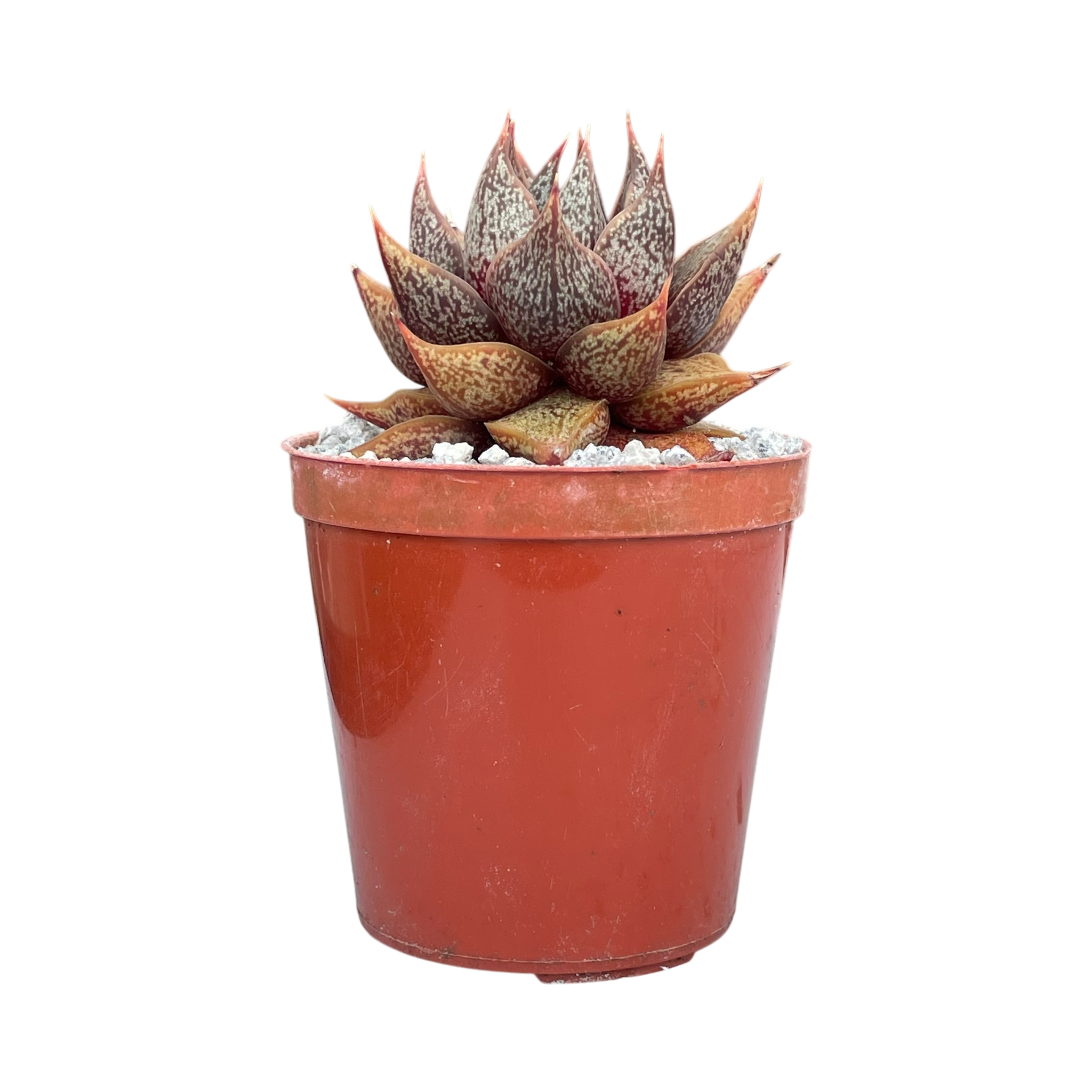 Echeveria purpusorum