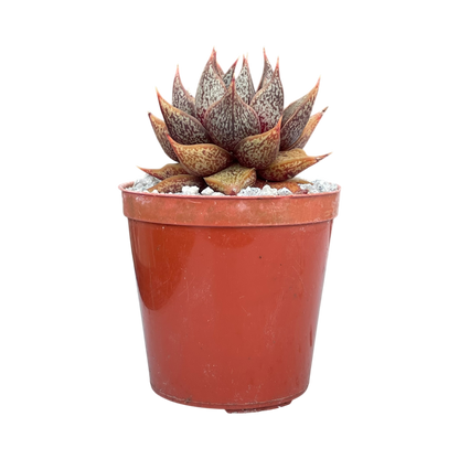 Echeveria purpusorum