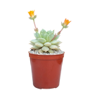 Echeveria derenbergii