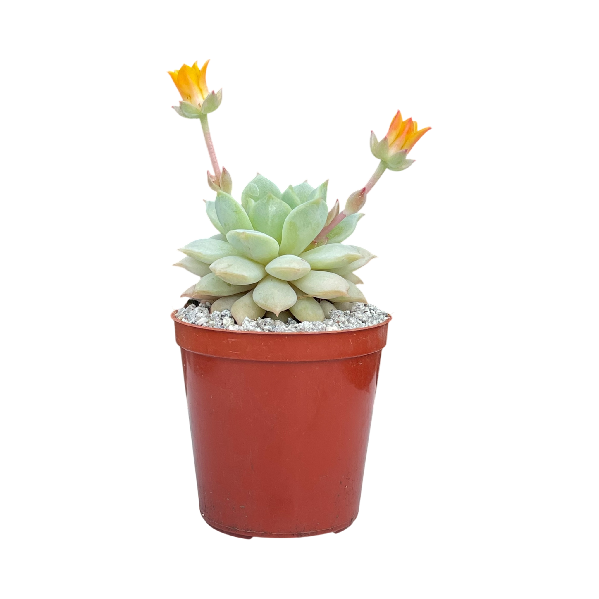 Echeveria derenbergii