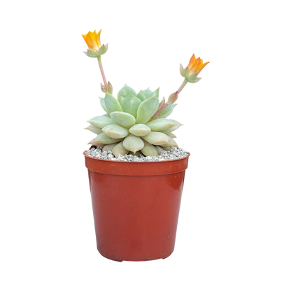 Echeveria derenbergii