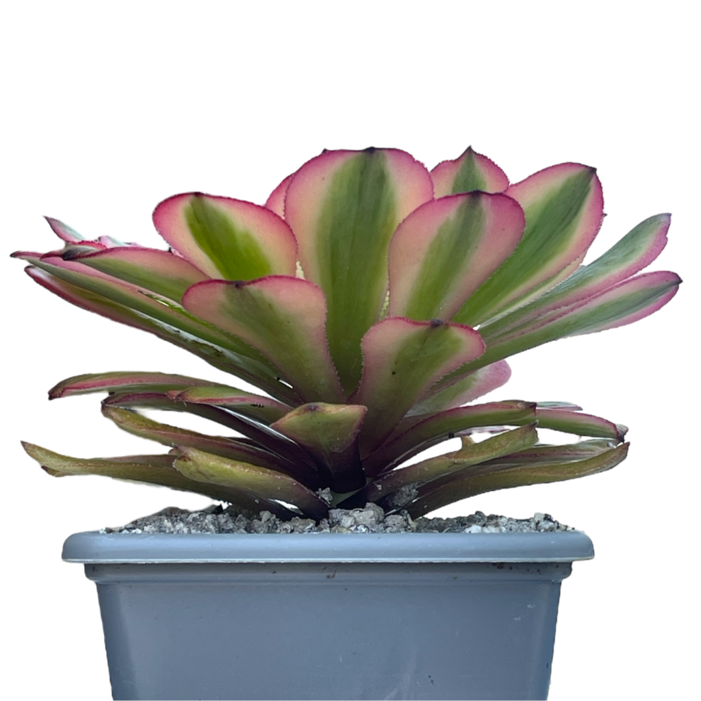 Aeonium 'Pink Daisy'