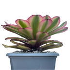 Aeonium 'Pink Daisy'