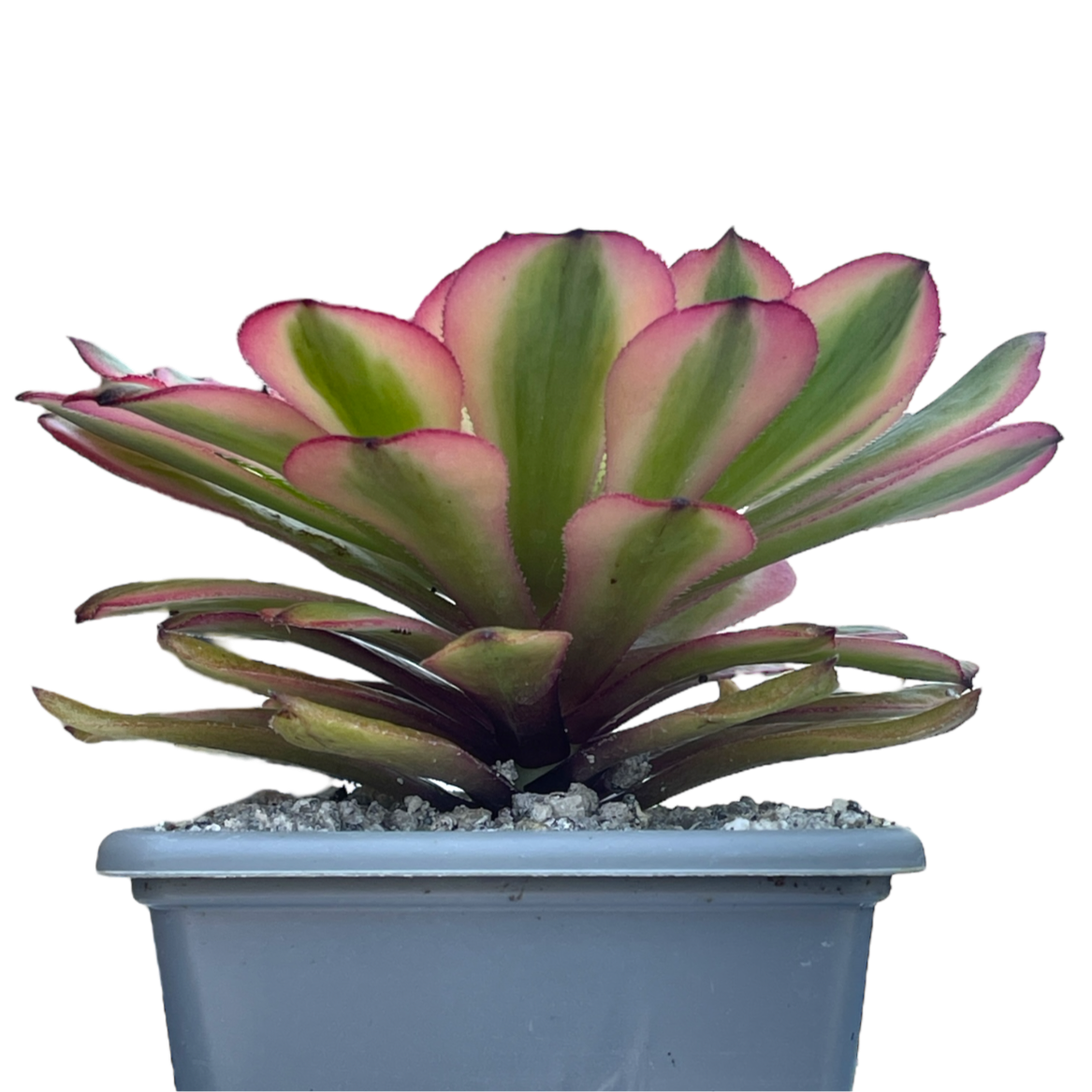 Aeonium 'Pink Daisy'