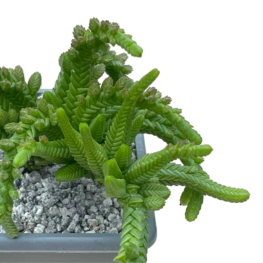 Crassula muscosa var. monstruosa