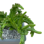 Crassula muscosa var. monstruosa