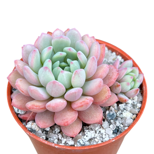 エケベリア 'ナヤエルフ'