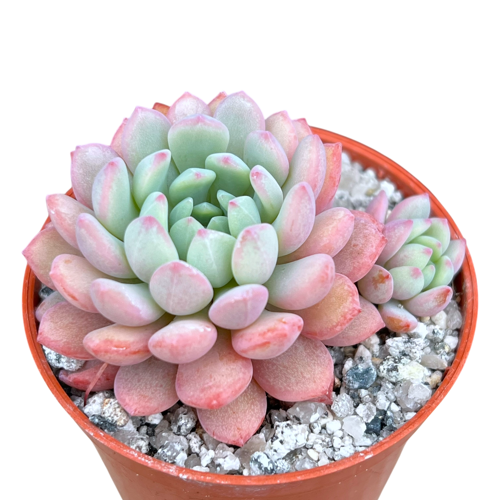 Echeveria 'Naya Elf'