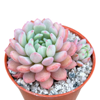 Echeveria 'Naya Elf'