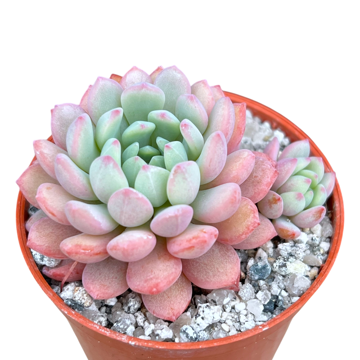 Echeveria 'Naya Elf'