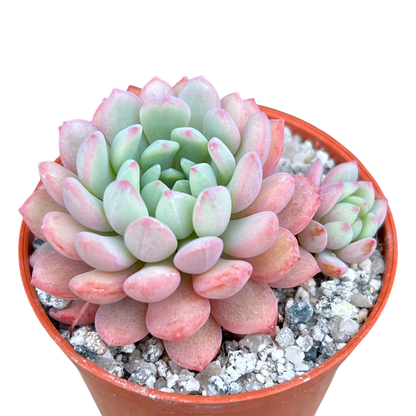 Echeveria 'Naya Elf'