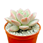 x Pachyveria 'Elaine Reinelt'