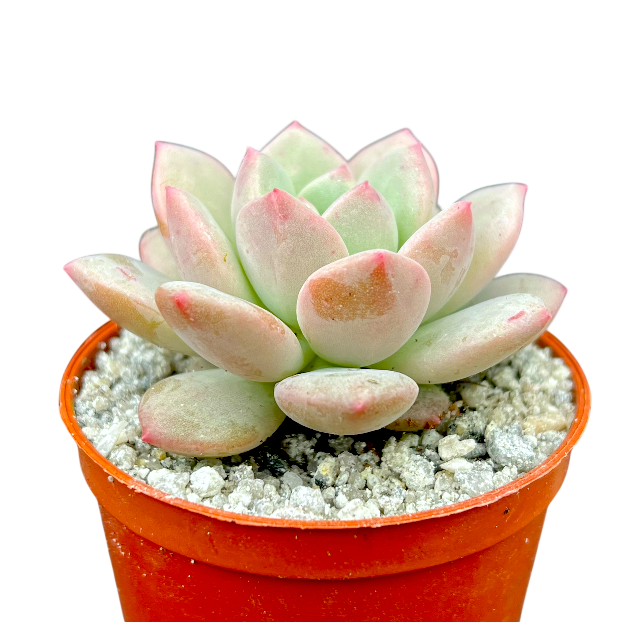 x Pachyveria 'Elaine Reinelt'