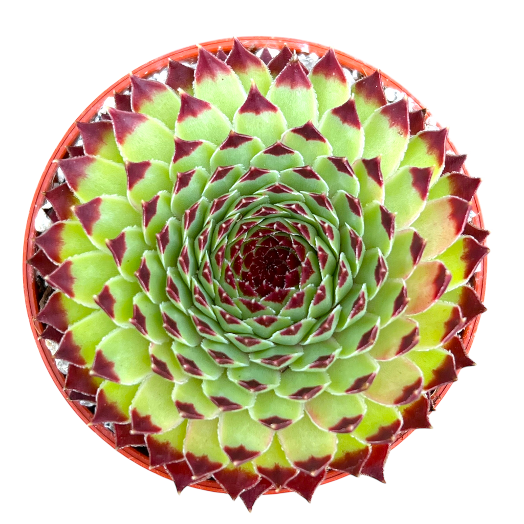 Sempervivum calcareum 'Extra'
