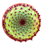 Sempervivum calcareum 'Extra'
