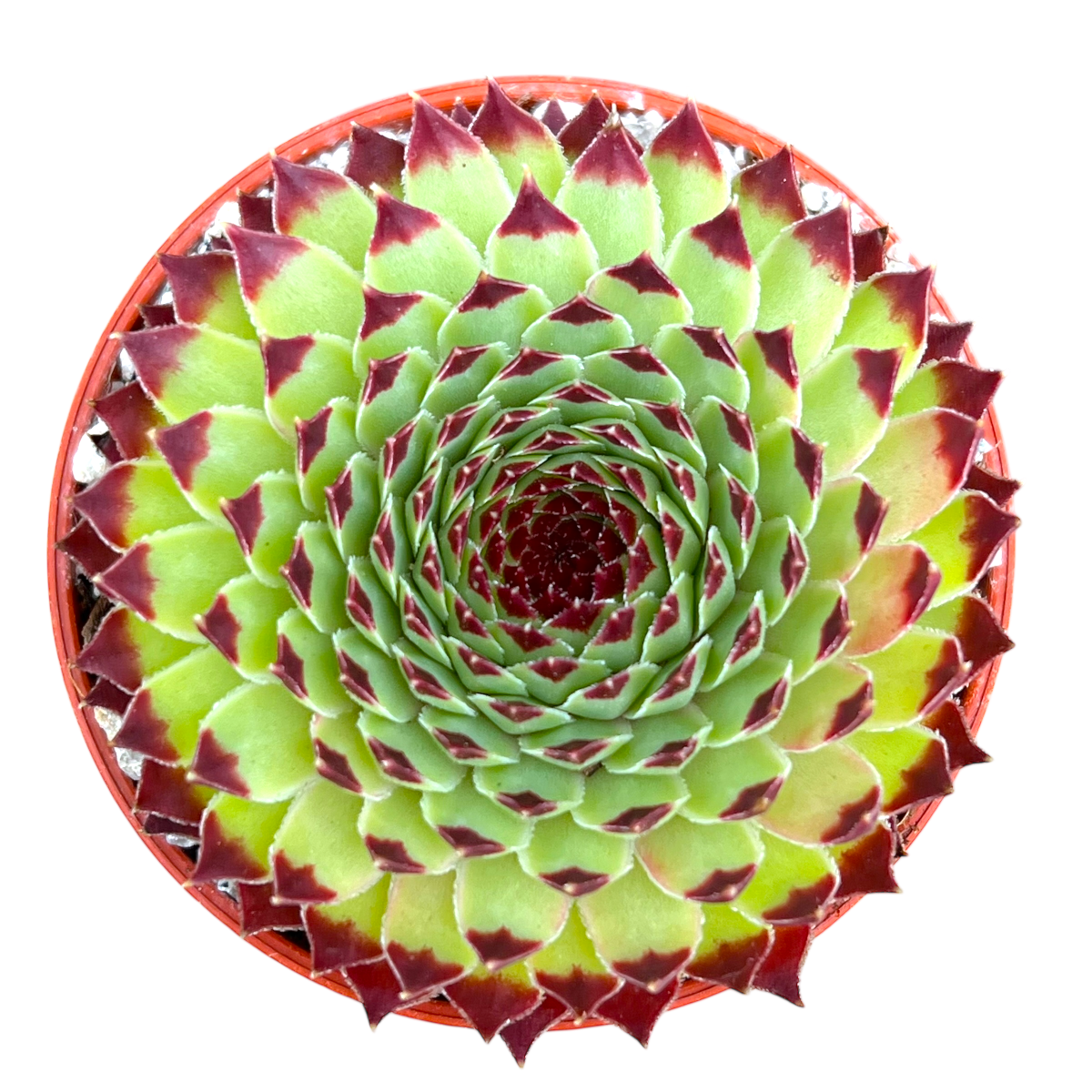 Sempervivum calcareum 'Extra'