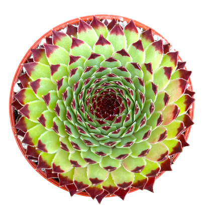 Sempervivum calcareum 'Extra'