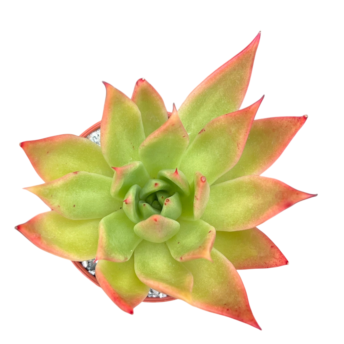 Echeveria agavoides 'Slender'
