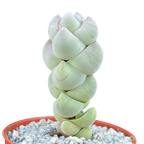Crassula plegmatoides