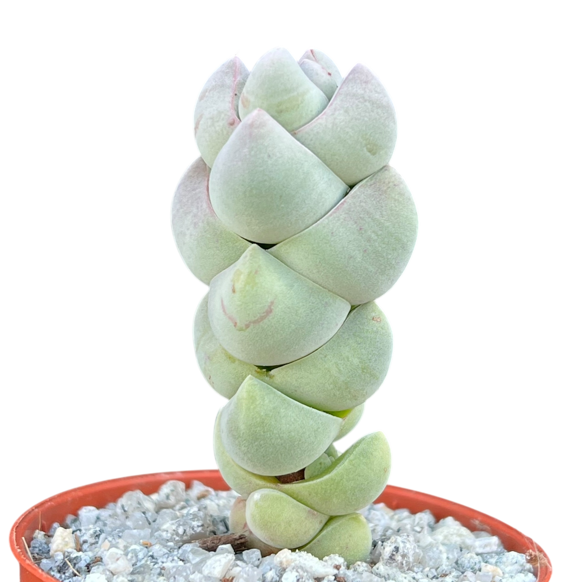 Crassula plegmatoides