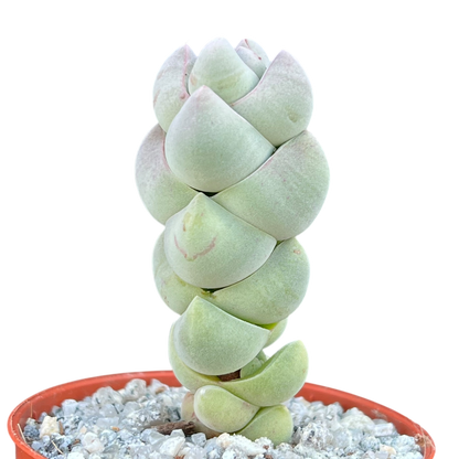 Crassula plegmatoides