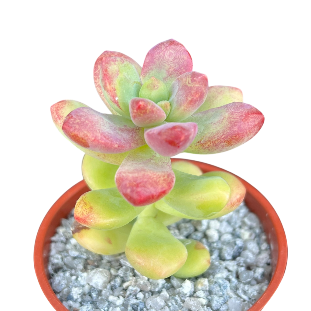 Sedum 'Sandra Mottram'