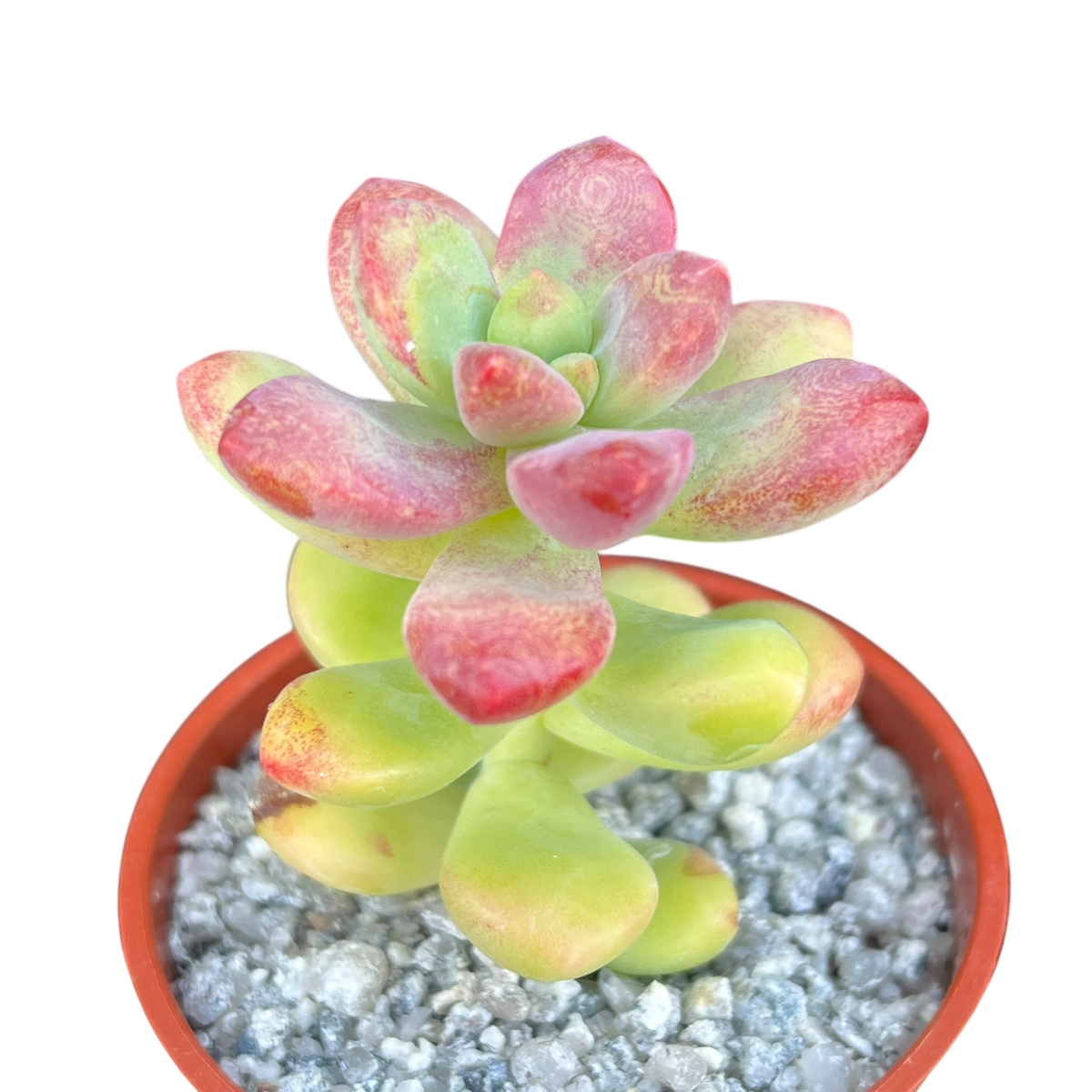 Sedum 'Sandra Mottram'