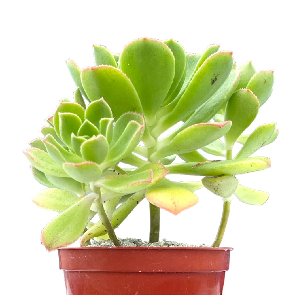 Aeonium castello-paviae var. sarae