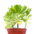 Aeonium castello-paviae var. sarae